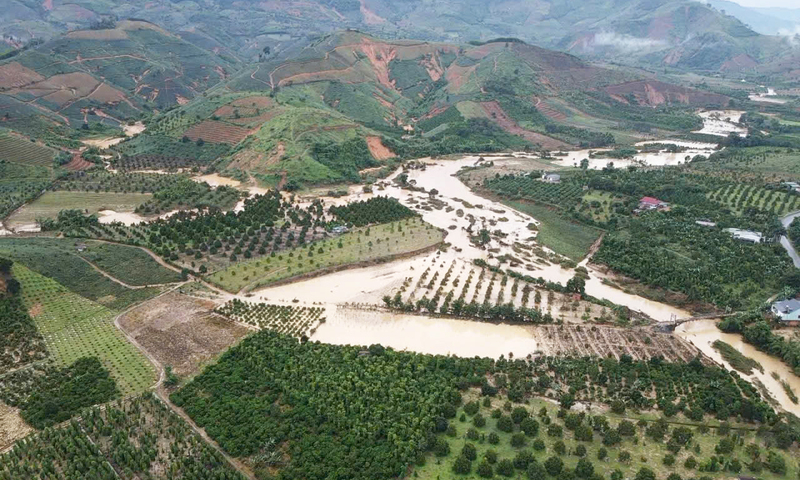 Đắk Lắk: Hơn 1.000 ha trồng dứa của 1 xã có nguy cơ bị 'xóa sổ' do mưa lớn