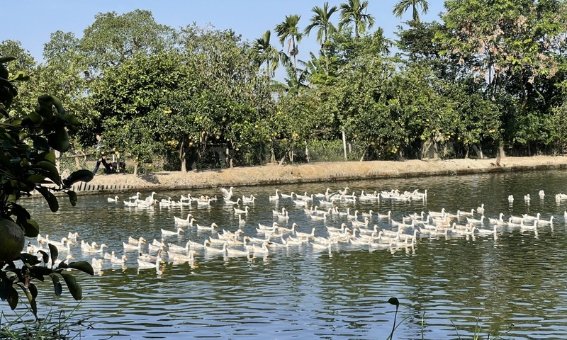 Nhân rộng mô hình chăn nuôi, nông dân vươn lên thoát nghèo