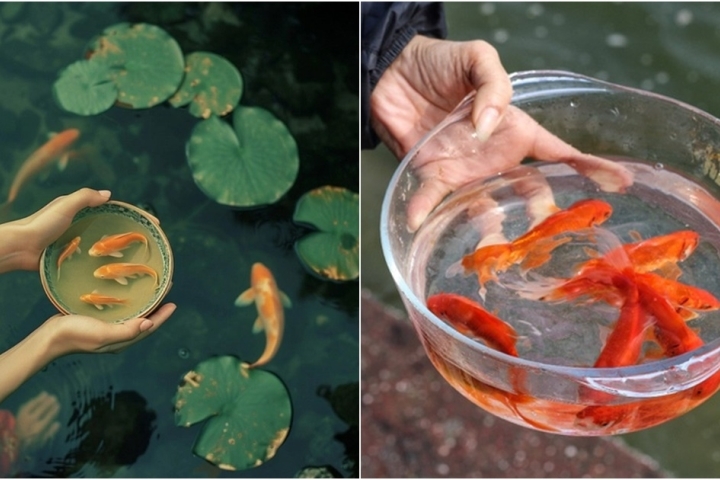 Cách chọn cá chép khỏe, đẹp cúng ông Công ông Táo để may mắn cả năm
