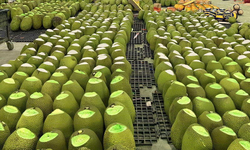 Giá mít tươi tăng, rộng cửa vào thị trường Trung Quốc