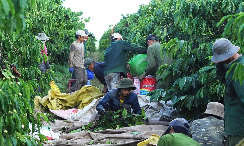 Quảng Ngãi: ‘Tổ đổi công’ giúp nông dân Đăk Hà tăng hiệu quả sản xuất