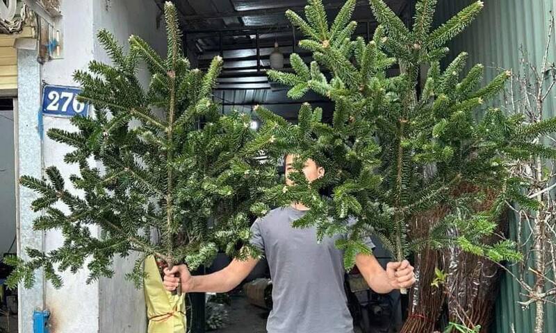 Người dân 'săn lùng' cành thông tươi nhập khẩu đón Giáng sinh
