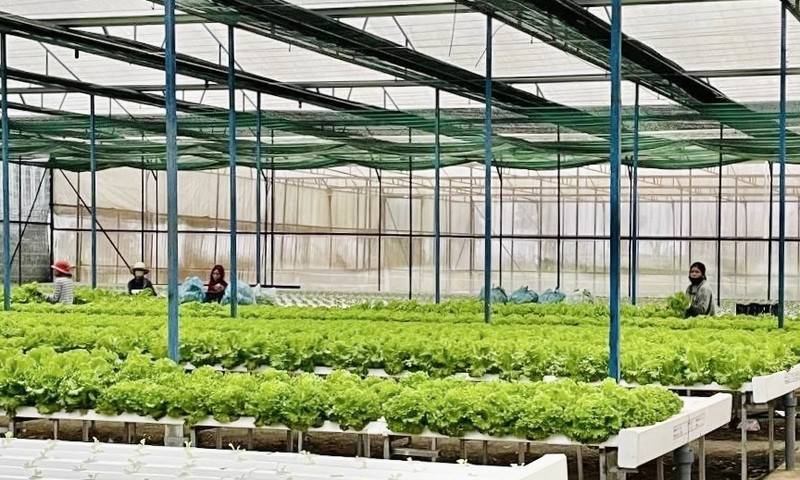 Gia Lai tất bật phục hồi sản xuất rau xanh phục vụ thị trường Tết