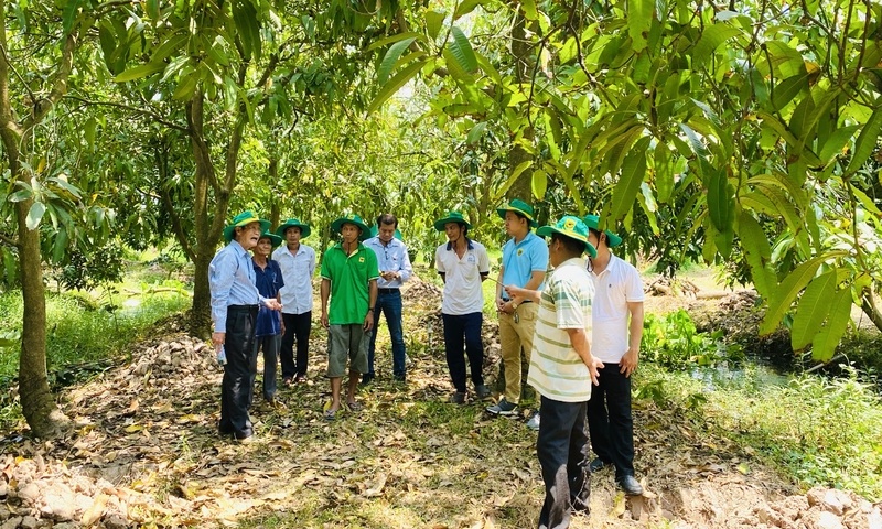 Phục hồi vườn cây ăn trái Đồng bằng sông Cửu Long sau ngập úng