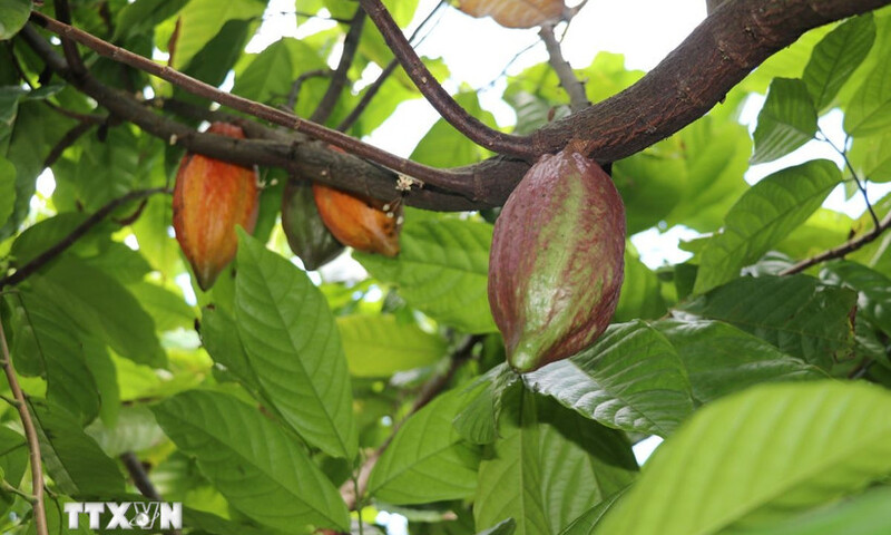 Giá ca cao tăng nhờ kỳ vọng nguồn cung bị thắt chặt dù lực cầu suy yếu