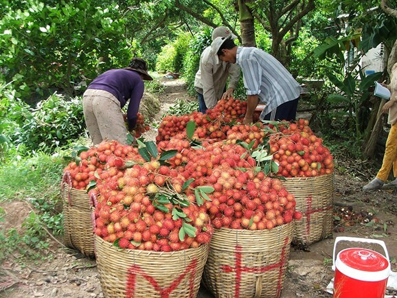 CPTPP tạo lực đẩy cho nông sản Việt mở rộng thị trường