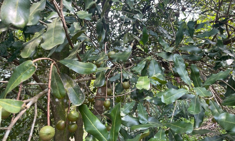 Người tiên phong 'gieo xanh' miền biên viễn