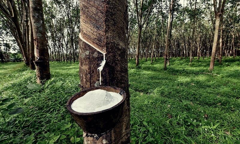 Thanh khoản suy yếu, giá cao su RSS3 đi ngang  quanh mốc 2.110 USD/tấn