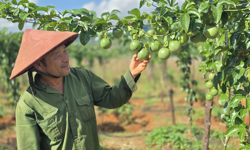 Xuất khẩu nông sản: Những tín hiệu tích cực từ thị trường EU