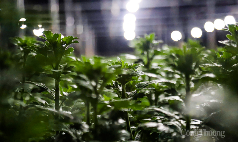 Thủ phủ hoa Tết ở Hà Tĩnh rực sáng, kỳ vọng vụ mùa thắng lợi