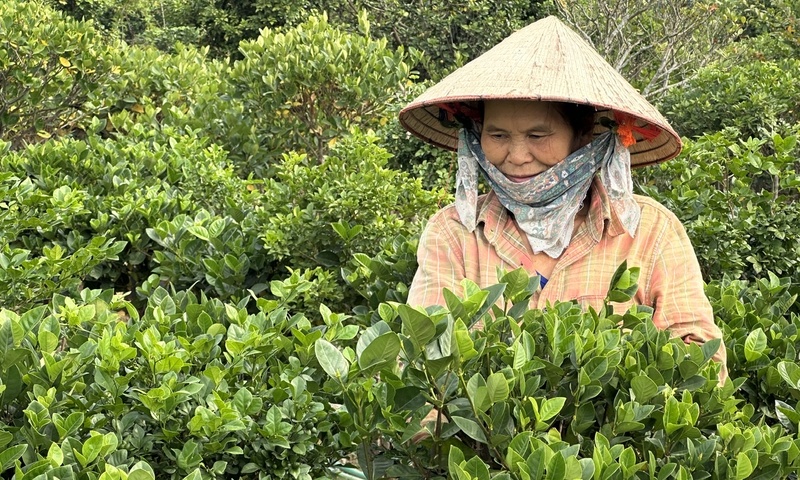 Phú Thọ: Làng hoa Đức Bác vào vụ tết, nông dân chạy đua với thị trường