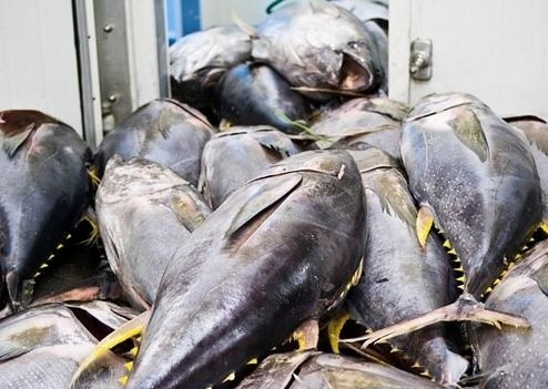 VASEP dự báo xuất khẩu cá ngừ sang Tây Ban Nha sẽ tăng nhẹ