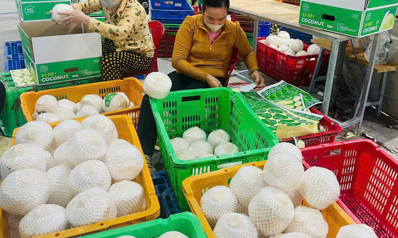 Top đầu xuất khẩu dừa, Việt Nam vẫn loay hoay bài toán giá trị 