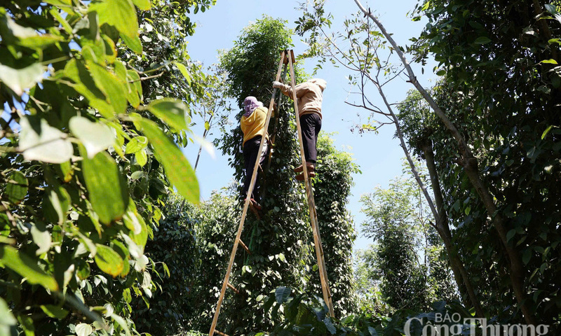 Giá tiêu hôm nay 20/1/2026: Giữ đà ổn định