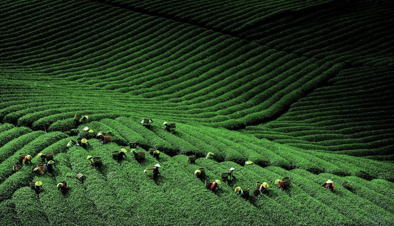 Xuân về trên những miền trà Olong Lâm Đồng