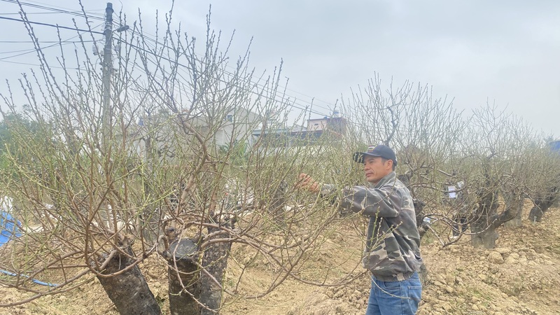Hải Phòng: Sôi động thị trường hoa, cây cảnh tết Bính Ngọ 2026