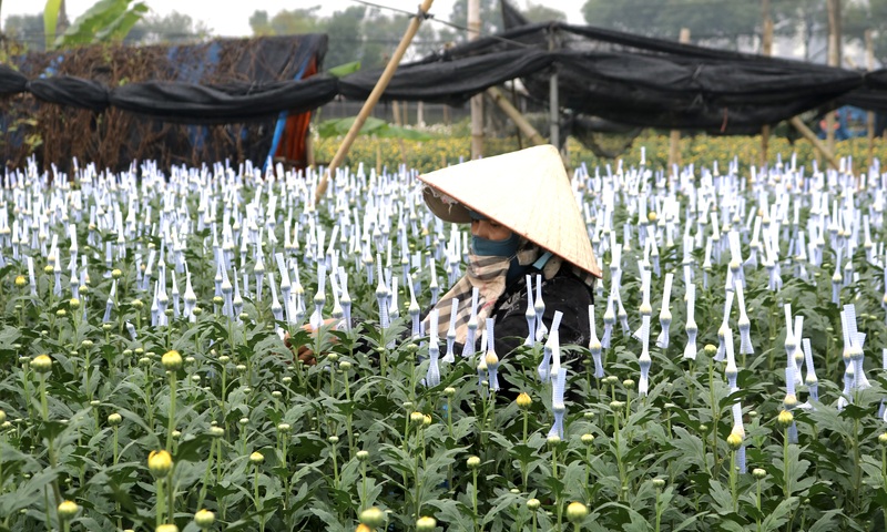 Giữ nhịp Tết trên cánh đồng hoa Tây Tựu