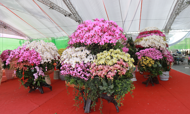 Ngắm những ‘siêu phẩm’ lan hồ điệp ôm gỗ lũa tại Hà Tĩnh