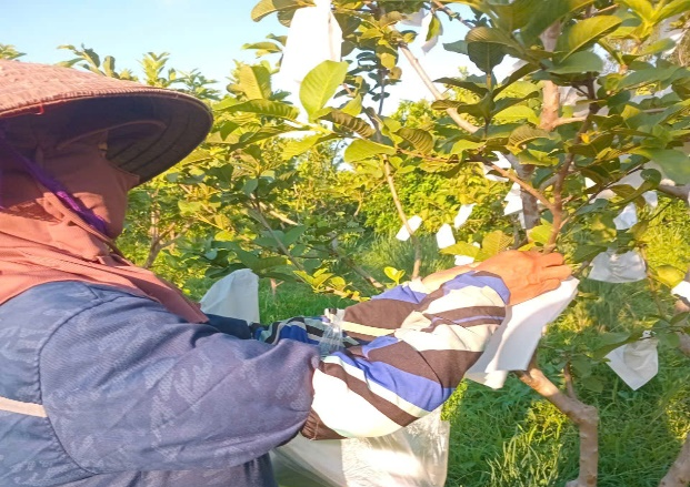 Phát triển công nghệ giấy bao gói bảo vệ trái cây trong canh tác