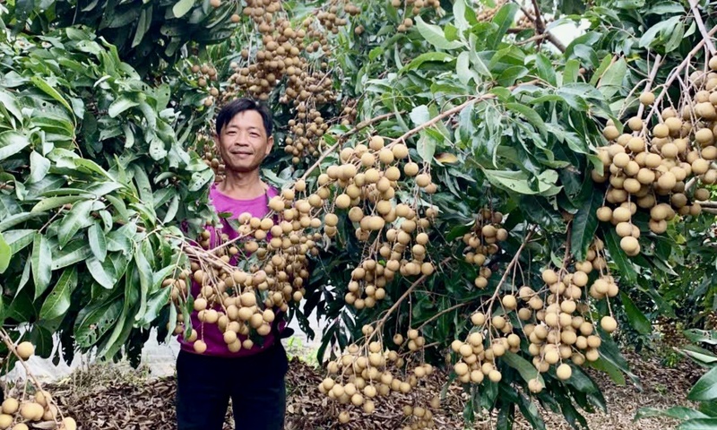 Chuyển đổi cây trồng theo thị trường: Nông dân thu tiền tỷ từ nhãn Ido