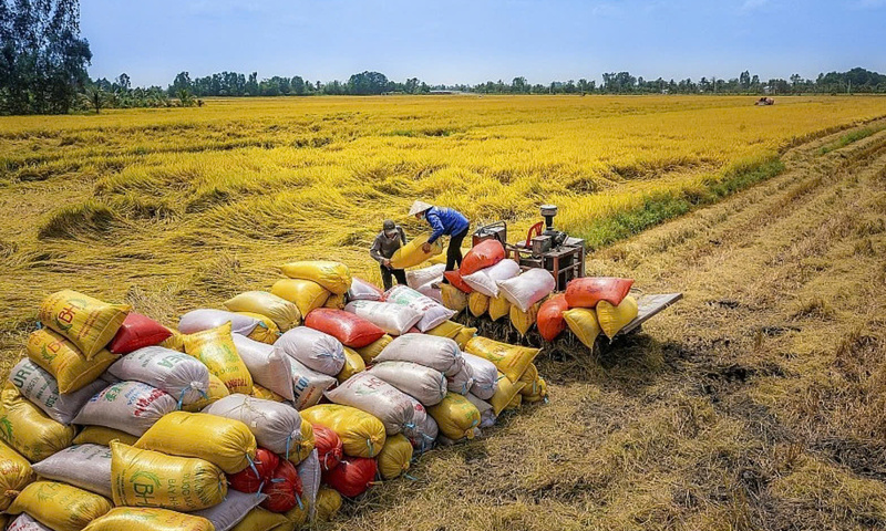 Bộ Công Thương ban hành Chỉ thị 08 thúc đẩy xuất khẩu gạo 