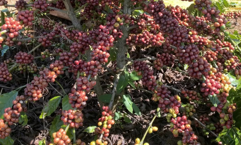 Giá cà phê thế giới tăng mạnh do nguồn cung suy yếu và đầu cơ quay lại