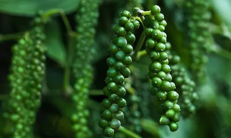 Gia vị Việt Nam mở rộng dư địa tại thị trường Thụy Điển