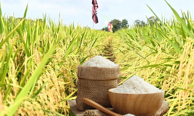 Giá lúa gạo hôm nay ngày 29/3, tuần qua: Gạo xuất khẩu đảo chiều tăng