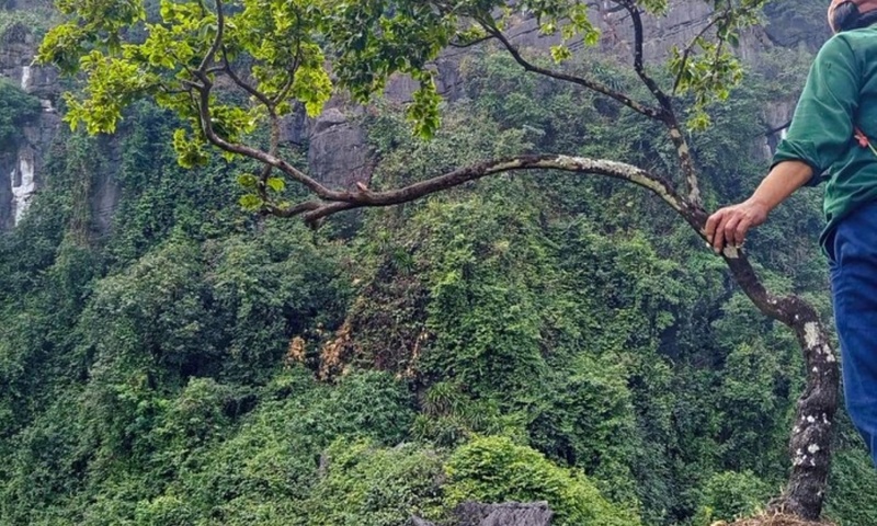 Siết khai thác trái phép cây muội hồng từ rừng tự nhiên