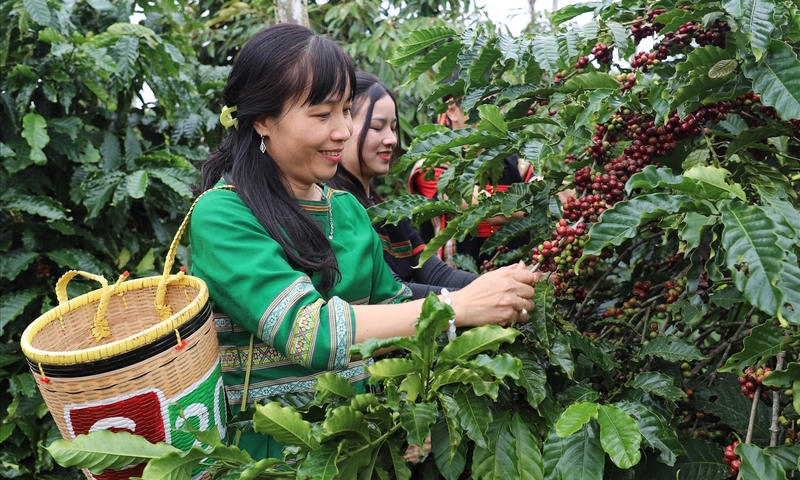 Xuất khẩu cà phê kỳ vọng vượt 8 tỷ USD