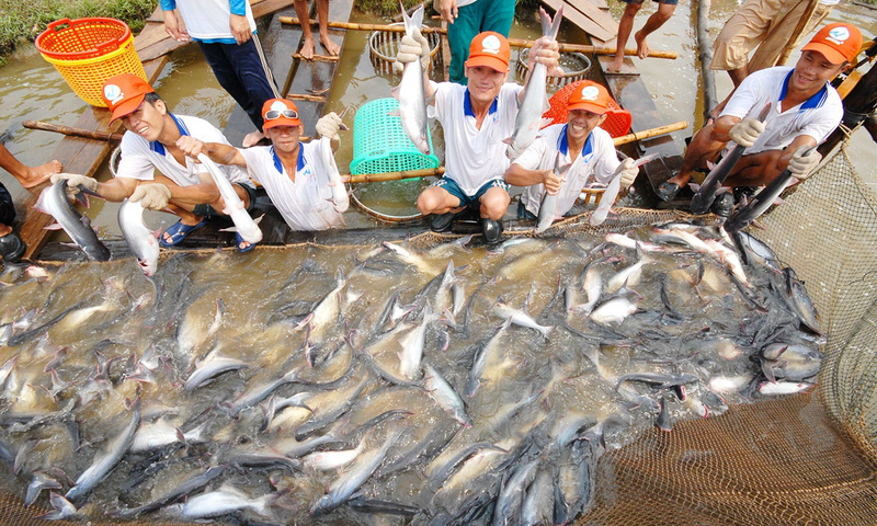 Philippines mở hạn ngạch nhập thủy sản: Cơ hội cho cá tra Việt