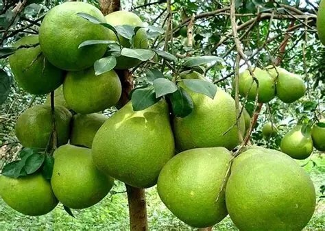 Trái bưởi Việt Nam chính thức được mở cửa vào thị trường Australia