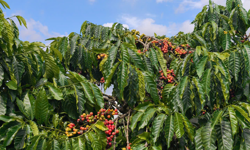 Giá cà phê hôm nay 13/4/2026: Dao động từ 85.200 - 85.700 đồng/kg