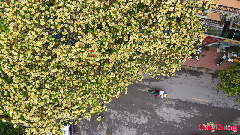 Mùa hoa bún nở rộ bên giếng làng cổ giữa lòng Thủ đô