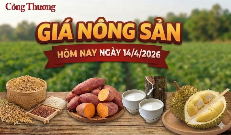 Giá nông sản hôm nay 14/4/2026: Một số mặt hàng có xu hướng tăng nhẹ