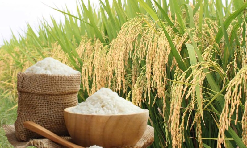 Giá lúa gạo hôm nay ngày 16/4: Lúa tươi đồng loạt tăng