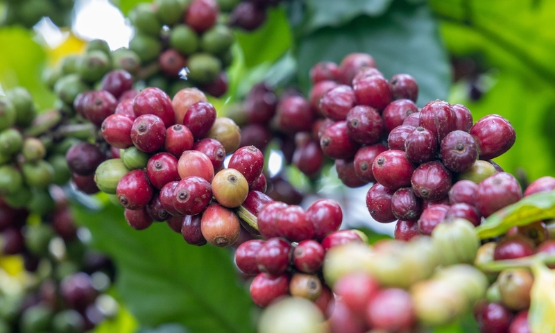 Giá cà phê thế giới nối đà tăng mạnh