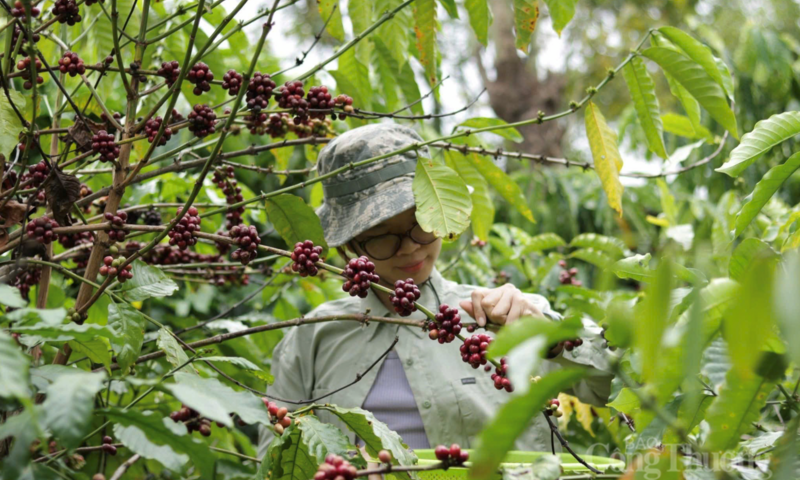 Giá cà phê hôm nay 21/4/2026: Tăng nhẹ 300 đồng