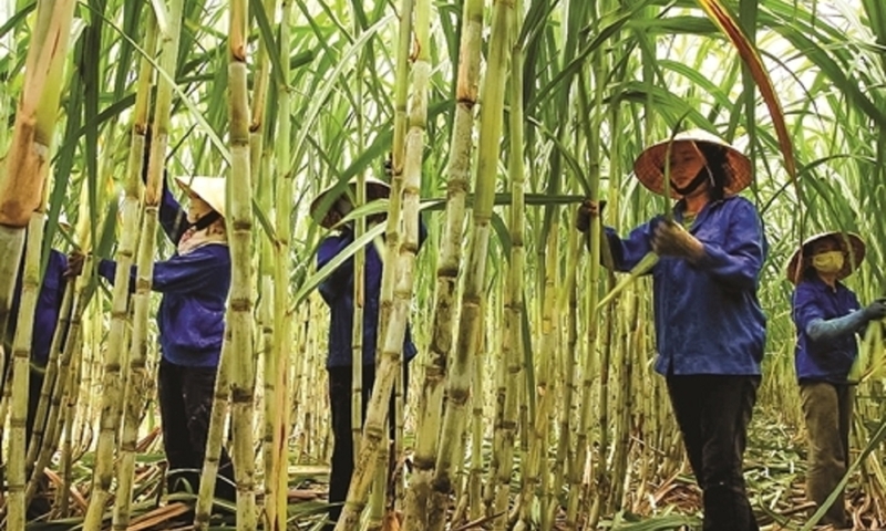 Doanh nghiệp mía đường trước ‘luật chơi’ carbon