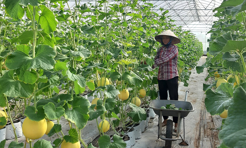Tín dụng 'đi trước' mở lối chuyển đổi nông nghiệp xanh