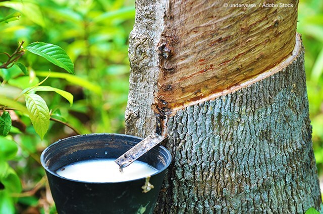 Nguồn cung thắt chặt đẩy giá cao su toàn cầu khởi sắc