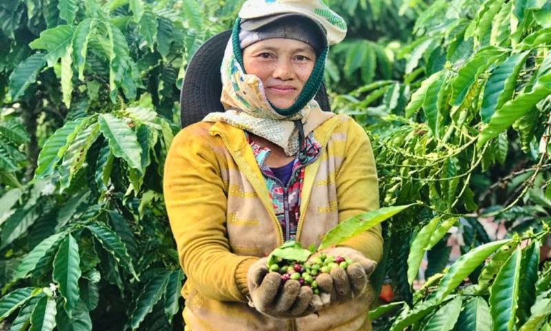 Giấc mơ đổi đời bén rễ trên vùng đất đỏ