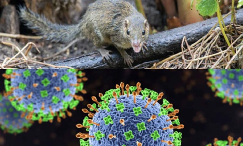 Thông tin mới nhất của Bộ Y tế về virus lây truyền từ chuột