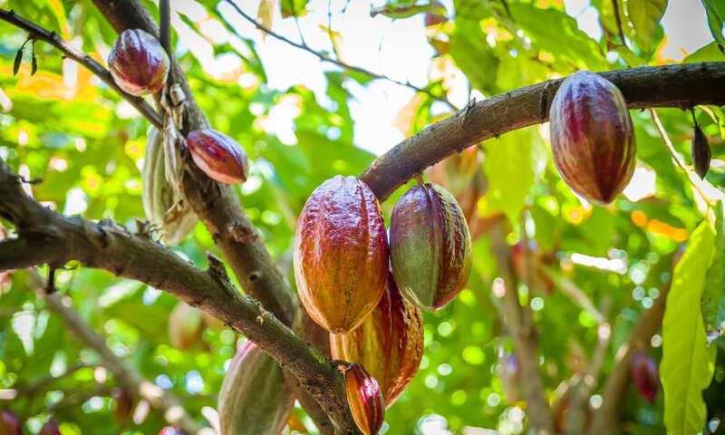 Giá ca cao tăng mạnh 5 phiên liên tiếp