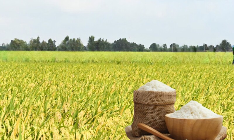Giá lúa gạo hôm nay ngày 7/5: Gạo nguyên liệu xuất khẩu diễn biến trái chiều