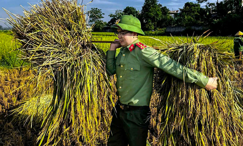 Công an Thanh Hóa thu hoạch lúa giúp dân giữa nắng nóng gay gắt