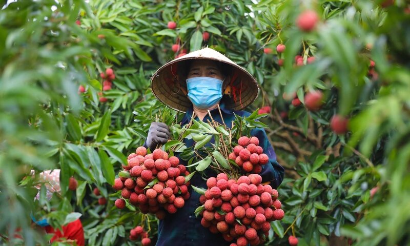 Bộ Công Thương vào cuộc hỗ trợ tiêu thụ, xuất khẩu quả vải