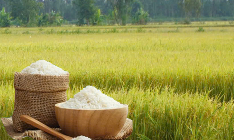 Giá lúa gạo hôm nay ngày 26/5/2026: Gạo xuất khẩu biến động trái chiều