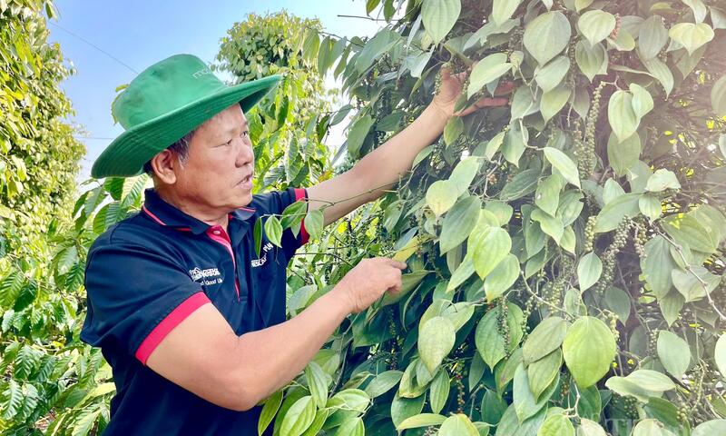 Giá tiêu hôm nay 27/5/2026: Giữ mặt bằng giá