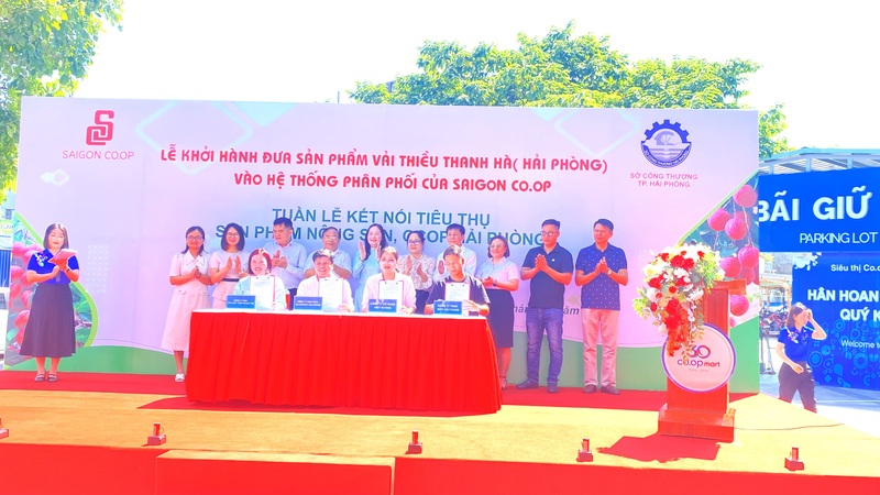 Saigon Co.op đưa Vải Thanh Hà vào hệ thống phân phối toàn quốc